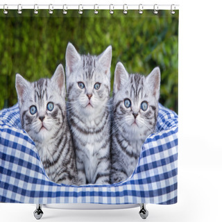 Personality  Three Young Silver Tabby Cats In Checkered Basket Shower Curtains