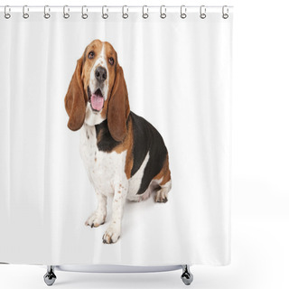 Personality  Basset Hound Dog Looking To The Side Shower Curtains