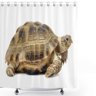 Personality  Reptile Turtle Shower Curtains
