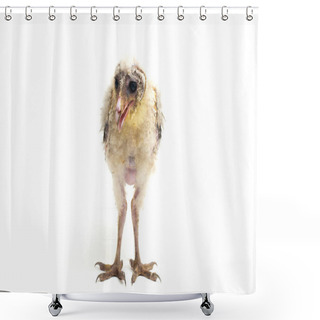 Personality  A Chick Of Barn Owl Tyto Alba Isolated On White Background Shower Curtains