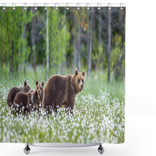 Personality  She-bear And Cubs. Brown Bears In The Forest At Summer Time Among White Flowers. Scientific Name: Ursus Arctos. Natural Habitat. Shower Curtains