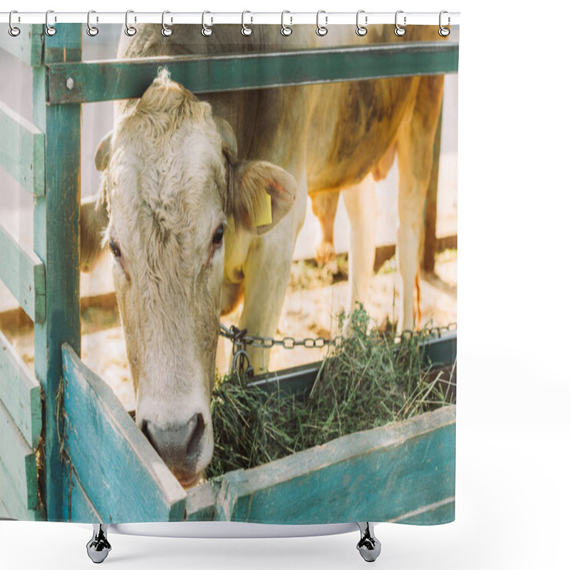 Personality  Brown Cow Eating Hay From Manger On Dairy Farm Shower Curtains