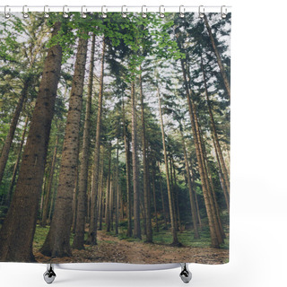 Personality  Low Angle View Of Green Tall Trees In Beautiful Forest Shower Curtains