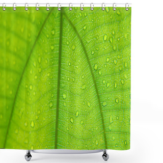 Personality  Green Fibers Leaf And Blur Focus Shower Curtains