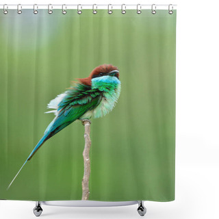 Personality  Amazed Green Bird With Red Brown Head And Blue Chin Perching On Wooden Stick In Pluffy Feathers, Blue-throated Bee-eater (merops Viridis) Shower Curtains