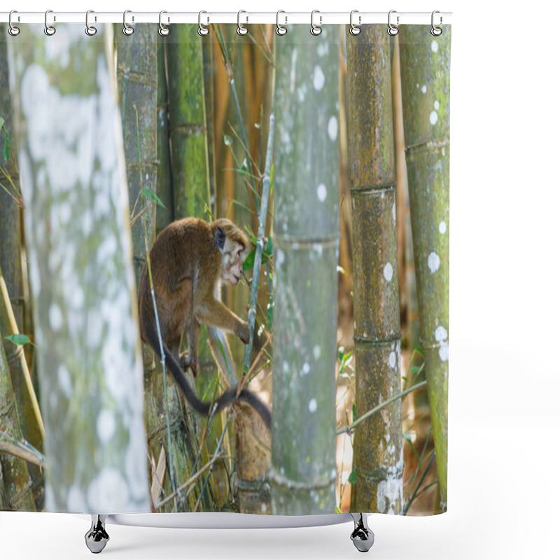 Personality  Monkey Shower Curtains