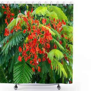 Personality  Exotic Red Tropical Tree Flowers Shower Curtains