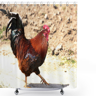 Personality  Free-range Chicken And A Handsome Rooster Shower Curtains