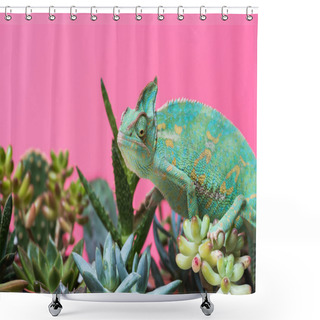 Personality  Cute Colorful Chameleon Crawling On Succulents Isolated On Pink Shower Curtains