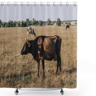 Personality  Rural Scene With Cows Grazing In Meadow  Shower Curtains