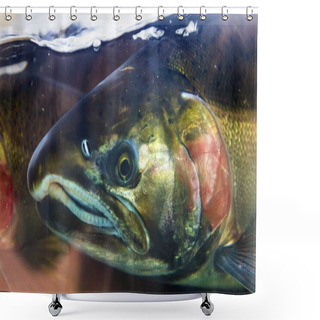 Personality  Chinook Coho Salmon Close Up Issaquah Hatchery Washington State Shower Curtains