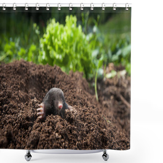 Personality  Mole Peeking Out Of It's Hole In The Garden Shower Curtains