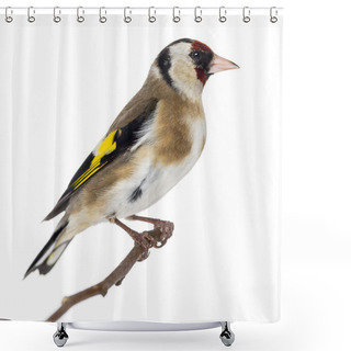 Personality  European Goldfinch, Carduelis Carduelis, Perched On A Branch, Is Shower Curtains
