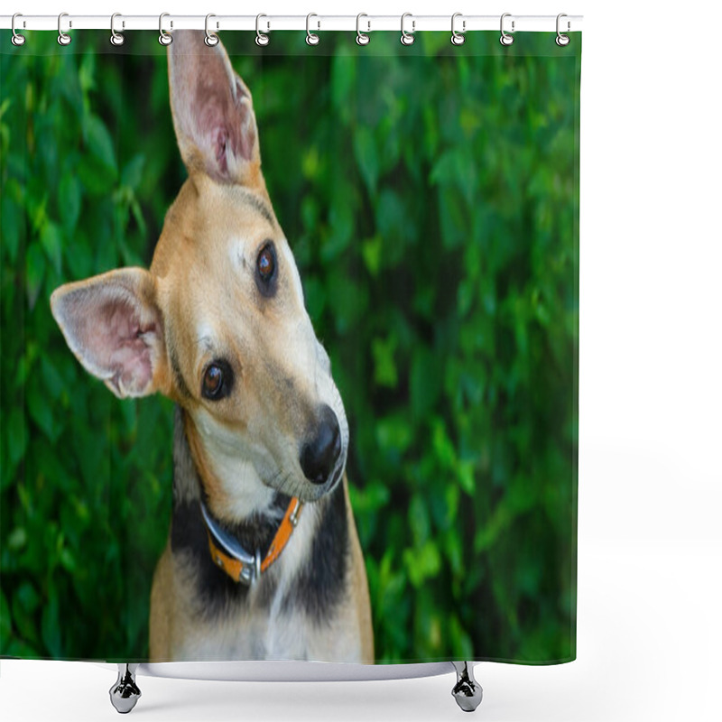 Personality  A Funny Curious Dog Is Looking Silly With His Head Tilted In Curiosity Shower Curtains