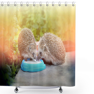Personality  Photo Funny Hedgehogs Shower Curtains