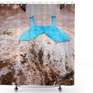 Personality  Feet Of Blue Footed Booby Shower Curtains