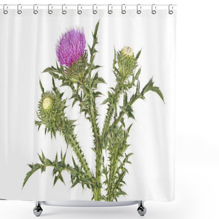 Personality  Thistle On A White Background Shower Curtains