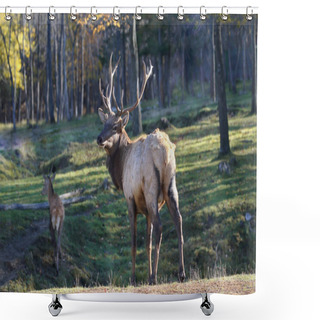 Personality  Big Elk In Nature Shower Curtains