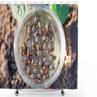 Personality  Colorado Beetle Shower Curtains