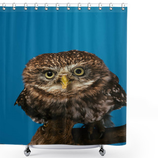 Personality  Cute Wild Owl On Wooden Branch Isolated On Blue Shower Curtains