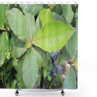Personality  Close Up Of Terminalia Catappa Leaves Reveals A Captivating Tapestry Of Intricate Details, Showcasing The Leaf's Unique Characteristics And Natural Beauty.  Shower Curtains