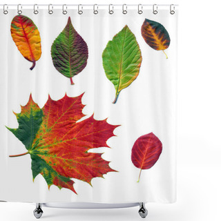 Personality  Beautiful Colorful Autumn Foliage Shower Curtains