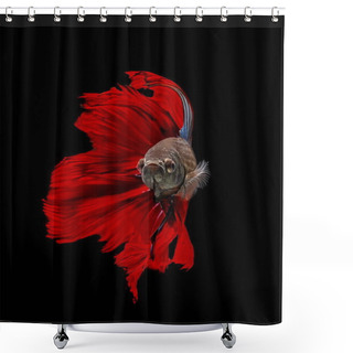 Personality  Fighting Fish, Red Fish On A Black Background, Color Siamese Fighting Fish. Shower Curtains
