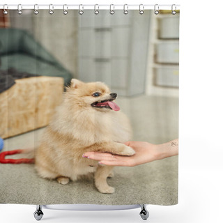 Personality  Playful Pomeranian Spitz Giving Paw To Cropped Dog Sitter During Training Class In Cozy Pet Hotel Shower Curtains