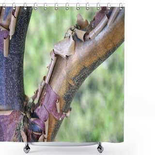 Personality  Paperbark Maple Shower Curtains