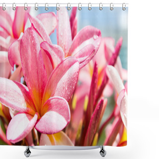 Personality  Branch Of Tropical Flowers Frangipani Shower Curtains