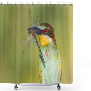 Personality  European Bee Eater, Merops Apiaster. Sunny Morning. An Adult Bird Has Caught A Beautiful Dragonfly And Holds It In Its Beak. Shower Curtains