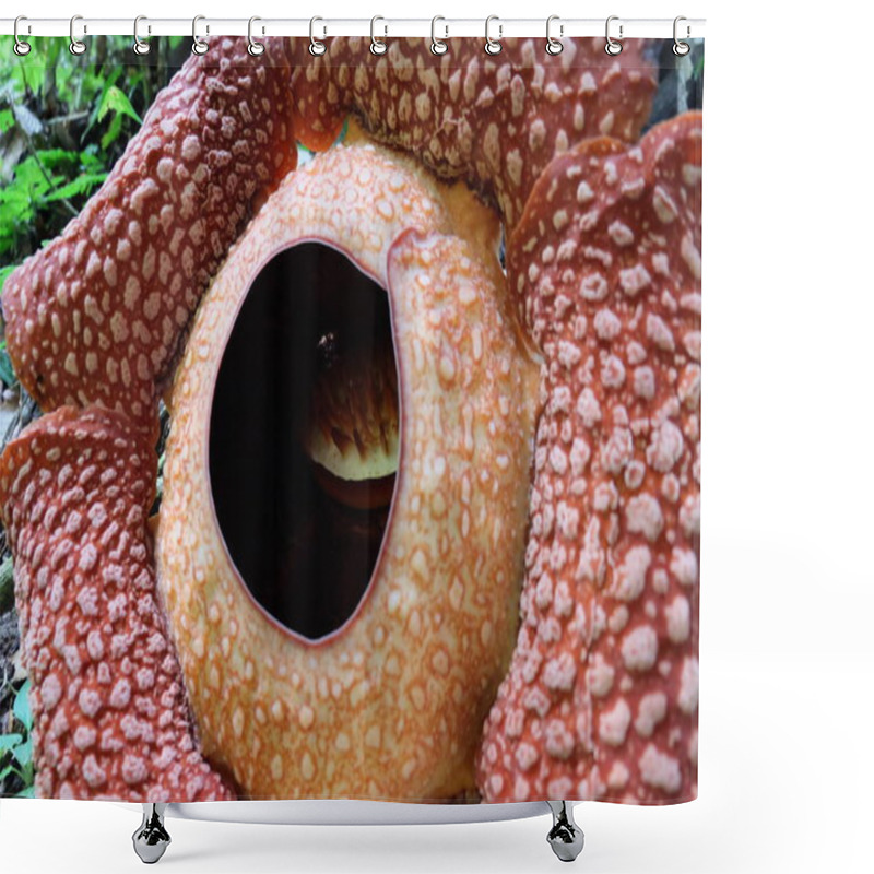 Personality  Full-bloomed Rafflesia Arnoldii Flower In Bengkulu Forest Shower Curtains