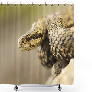 Personality  Portrait Of Meadow Viper In Natural Habitat Shower Curtains