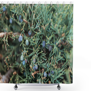 Personality  Close Up View Of Evergreen Tree With Berries On Branches Shower Curtains