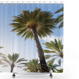 Personality  Vibrant Sunshine Among A Group Of Palm Trees On A Sunny Day In Miami Beach. Shower Curtains