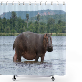 Personality  Hippo In Africa Shower Curtains