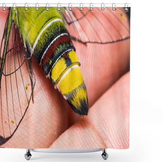 Personality  Pellucid Hawk Moth Shower Curtains