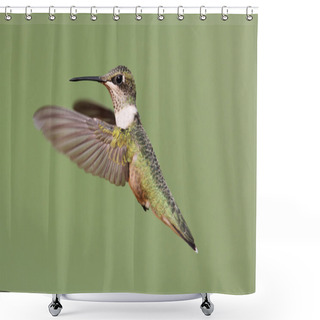Personality  Ruby-throated Hummingbird Shower Curtains