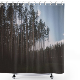 Personality  Low Angle View Of Pine Forest Shower Curtains