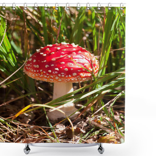 Personality  Toadstool (fly Amanita) Mushroom In The Grass Shower Curtains