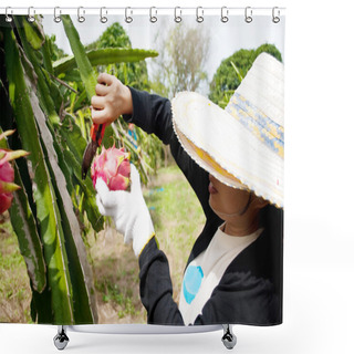 Personality  Dragon Fruit In The Park Shower Curtains