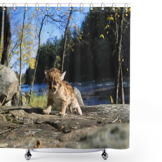 Personality  Cougar Cub Shower Curtains