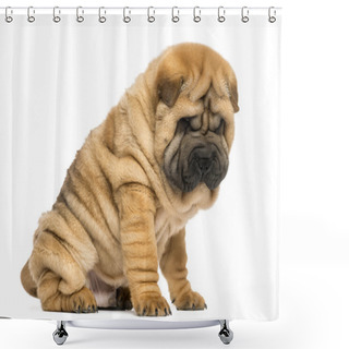 Personality  Shar Pei Puppy Sitting Looking Down (11 Weeks Old) Isolated On Shower Curtains