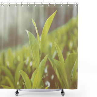 Personality  Green Leaves In Sri Lanka Shower Curtains