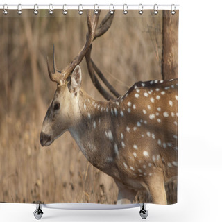 Personality  Male Of Chital Axis Axis. Gir Sanctuary. Gujarat. India. Shower Curtains