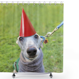 Personality  Dog With Birthday Hat Shower Curtains
