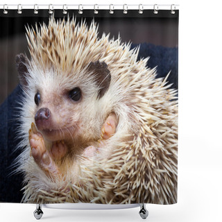 Personality  Pygmy Hedgehog Shower Curtains