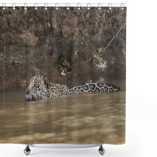 Personality  Jaguar Swimming In The Cuaiaba River, Pantanal, Mato Grosso, Brazil Shower Curtains