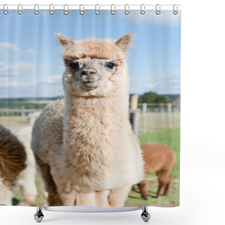 Personality  Fluffy Young Alpaca Shower Curtains