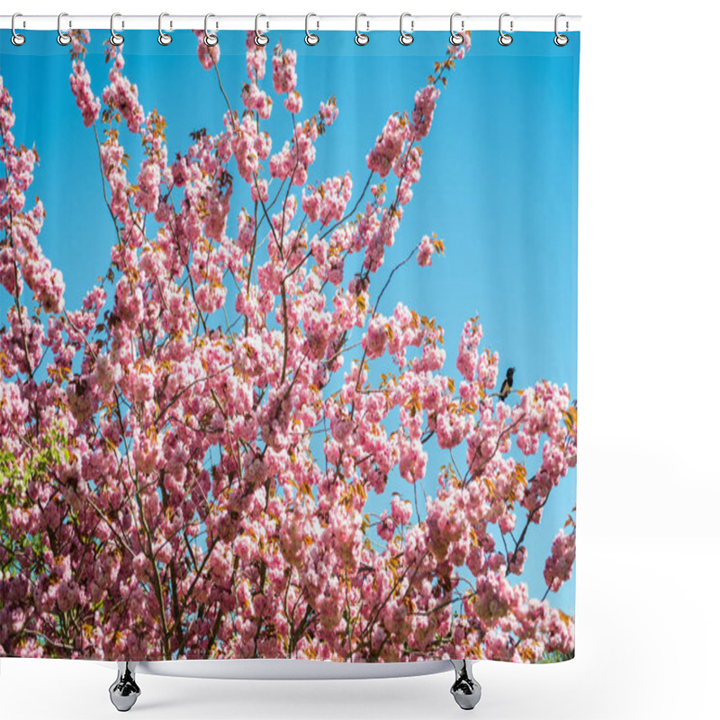 Personality  low angle view of sakura tree against bright blue cloudless sky  shower curtains